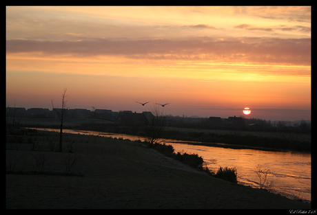 Sunset Swans