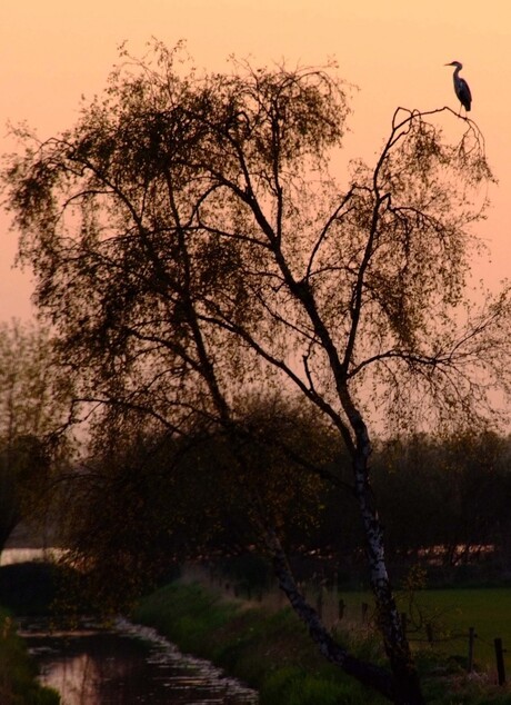 Reiger in boom