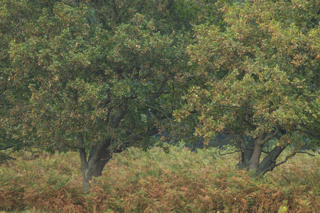Twee bomen in het Amsterdamse Waterleidingduinen