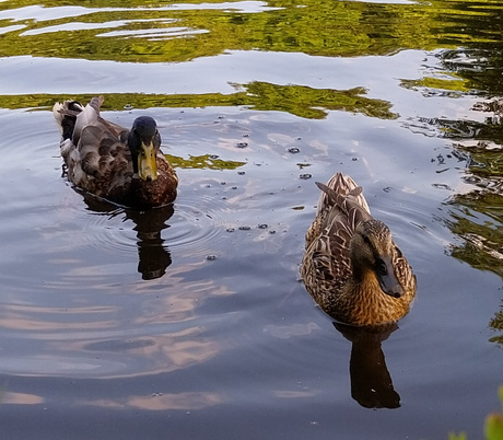 Eendjes 