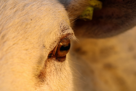 Fotogeniek schaap