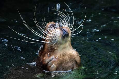 Drinkende zeehond 