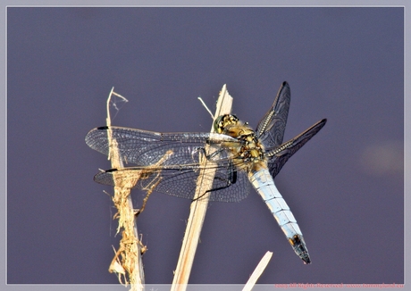 Dragonfly!