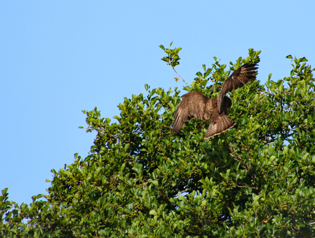 Buizerd