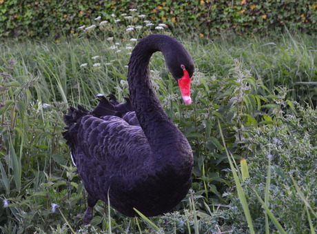 black swan