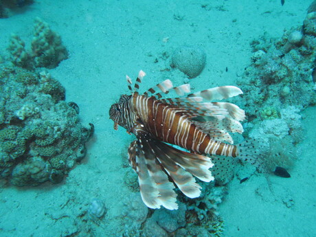 Lion Fish