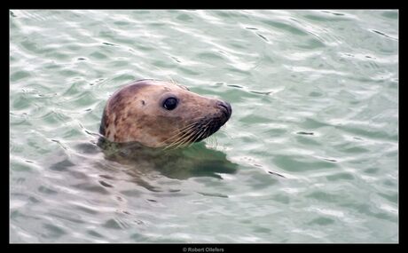 Zeehond (Grijze)