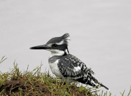 Pied Kingfisher