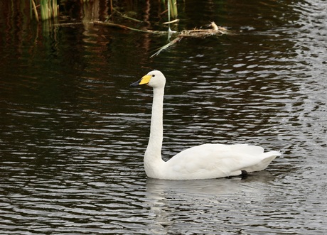 Wilde Zwaan