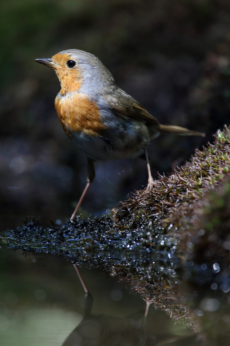 robin in a ray of sunshine by the water