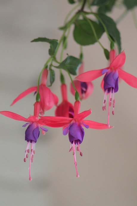 fuchsia