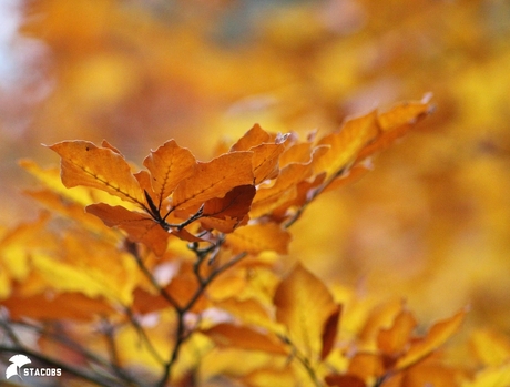 Herfstkleuren