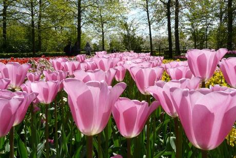 Tulpen in de keukenhof