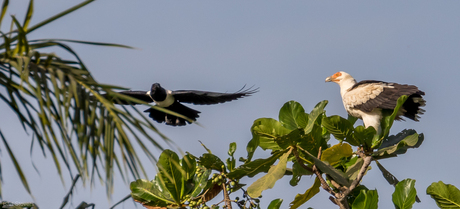 Opgejaagd. Palm nut vulture