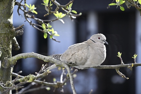 Even geen postduif-dienst vandaag!