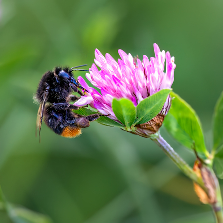 Hommel op Paarse Klaver 