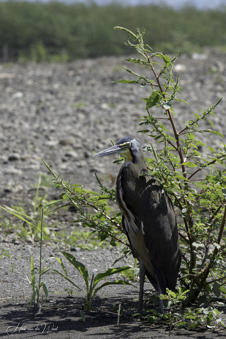 Mexicaanse tijgerroerdomp (Wildlife) - Costa Rica