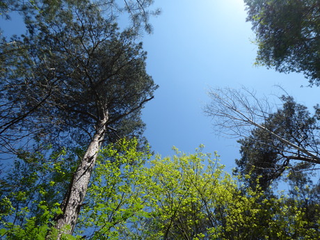 Hoge bomen