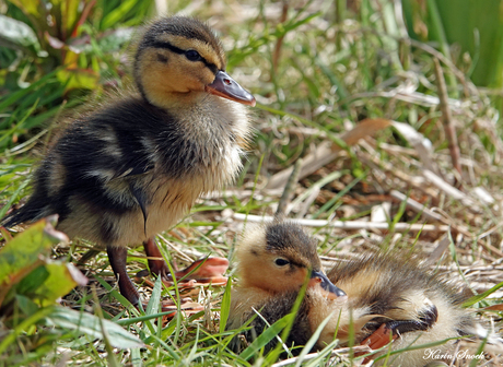 "I'll watch over you..."