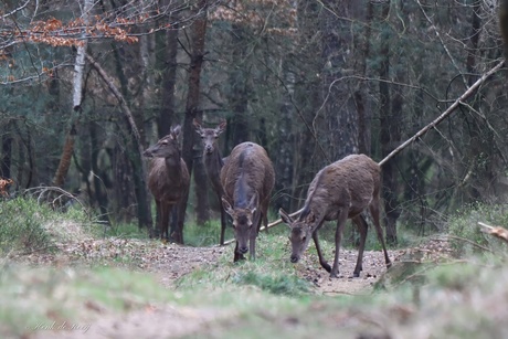 Loenermark vanmorgen.