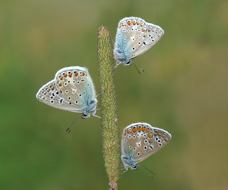 Ontwakende icarusblauwtjes