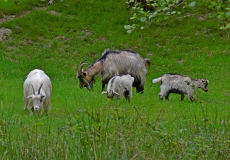 Geiten in het "wild"