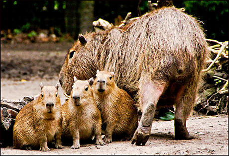 mams wilde niet op de foto.......................