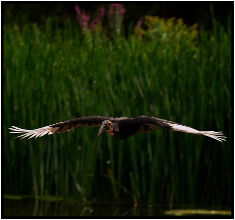 Vreemde Vogel