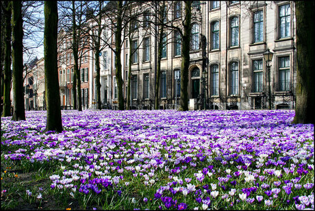 Lente in Den Haag