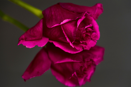 Rose roos op spiegel