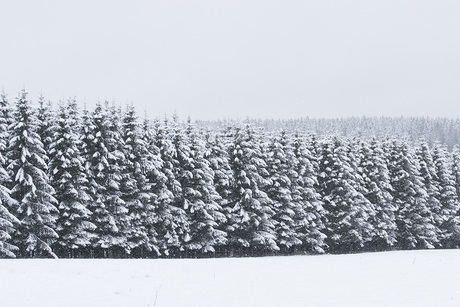 Winter in Ardennen