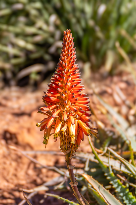 Aloe Arborescens