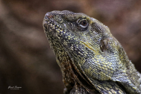 Close-up Kraaghagedis