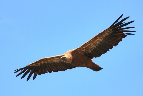 Spanish Vulture.jpg