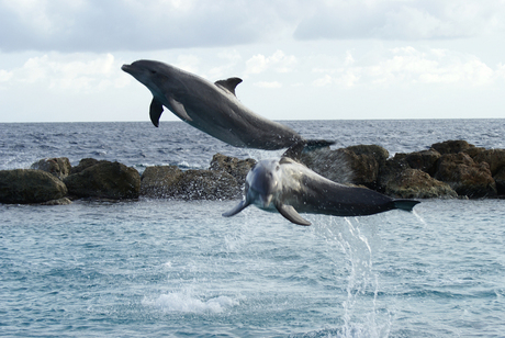 flying dolphin