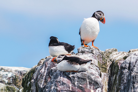 Puffins