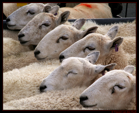 Sleeping Sheep