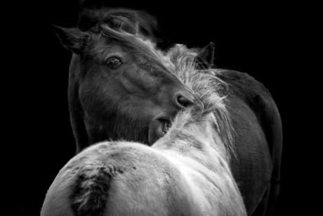 Paardenliefde