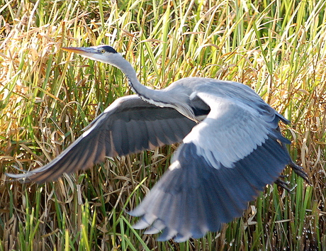 De Blauwe Reiger