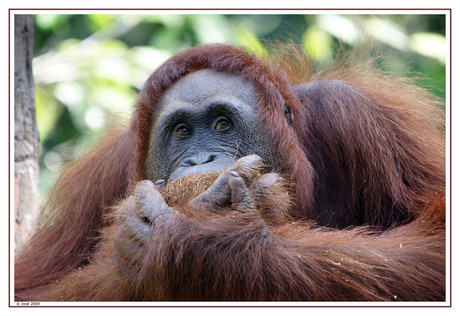 Orang Utan