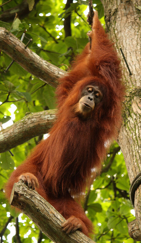 |Singapore Zoo 2009