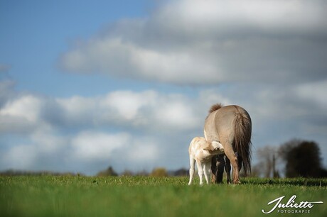 Lente!