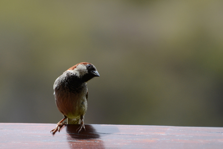 Mus in Rotorua