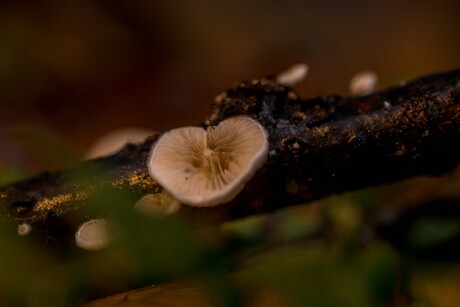 mijn hartje voor jou