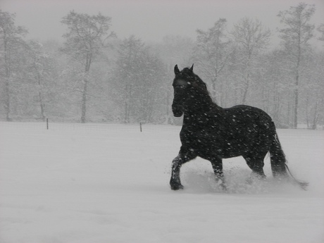 zwart in de sneeuw