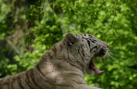 Witte tijger 1