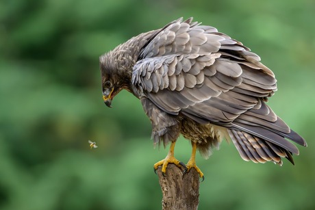 Wesp gaat in de aanval op buizerd