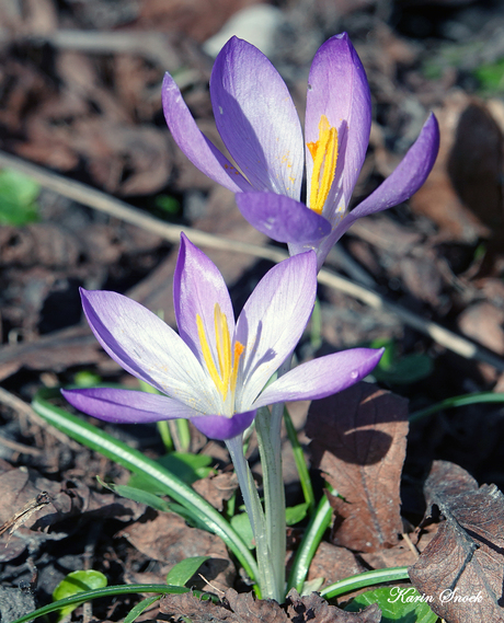"De bloemetjes gaan weer bloeien...."