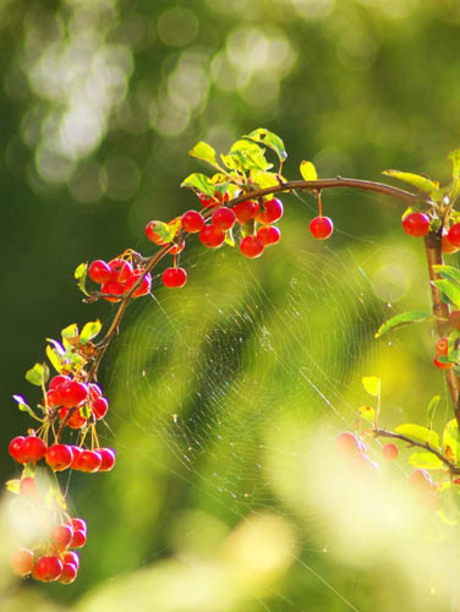spinnenwebben in fruitboom