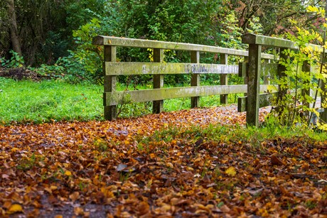 Herfstwandeling